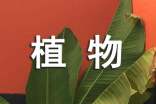 植物妈妈作文3篇